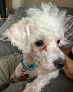Scottie image 3