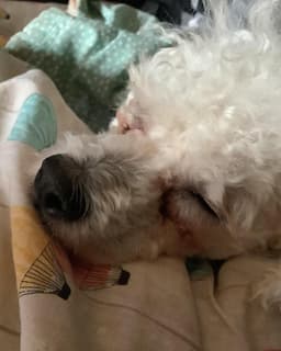 Scottie image 4