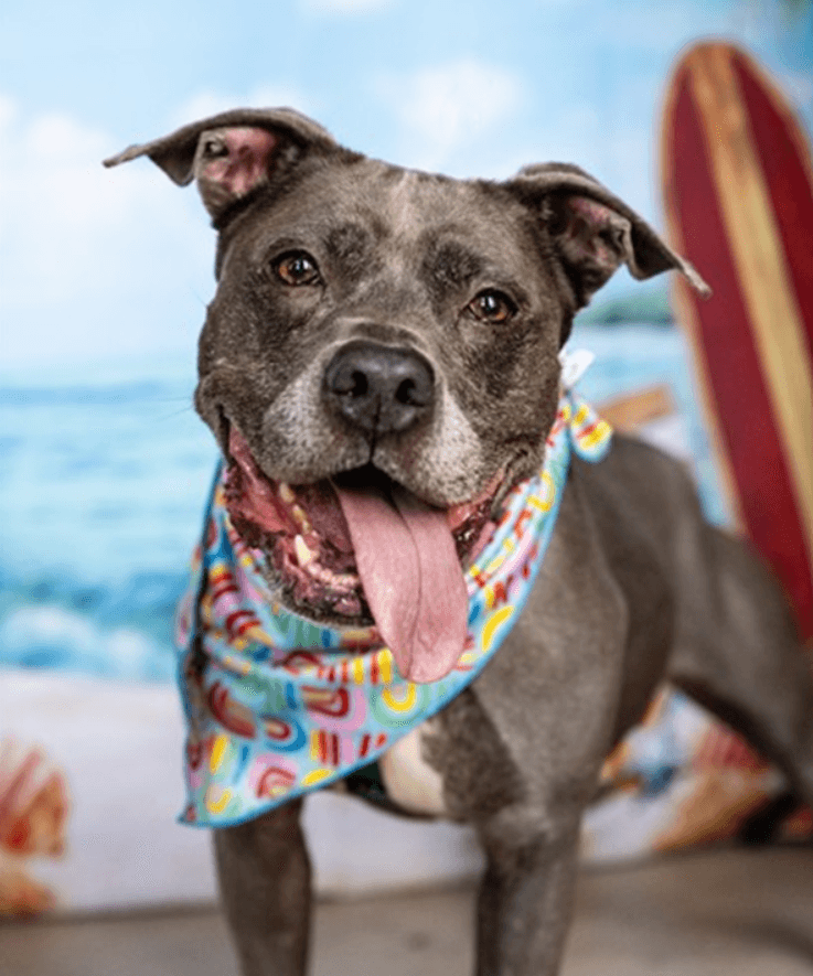 Bella - American Pit Bull Terrier