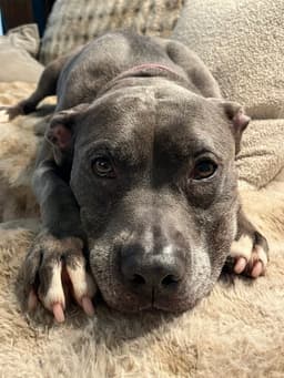 Bella image 3