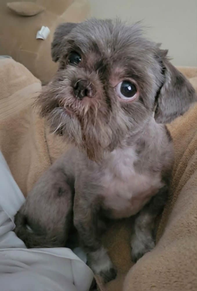 Hershey - Shih Tzu