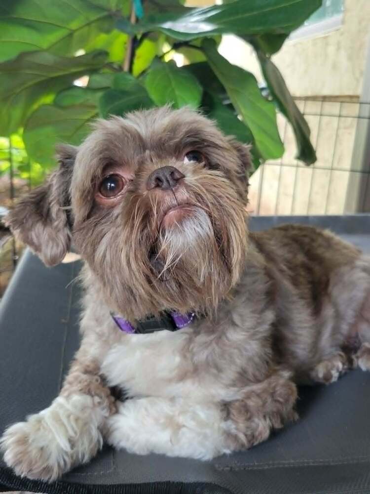Hershey - Shih Tzu