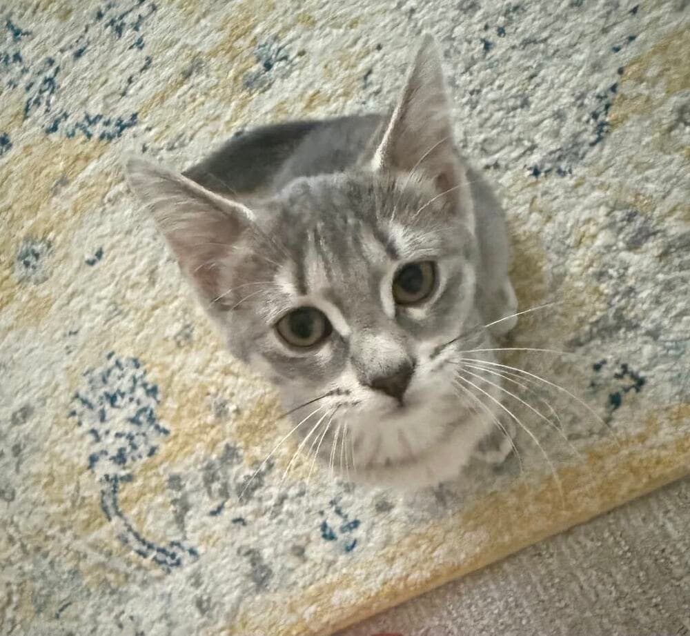 Flapjack - Domestic Short Hair