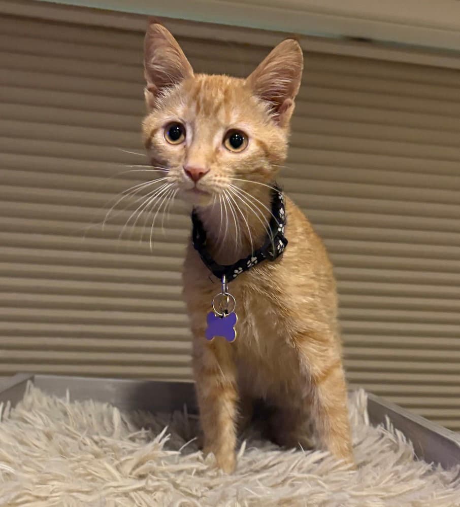 Ron - Domestic Short Hair