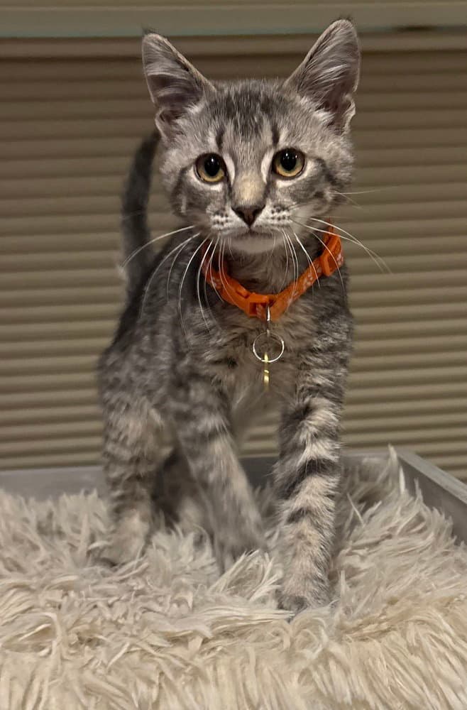 Cole - Domestic Short Hair