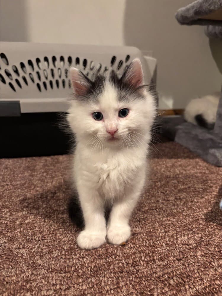 Bing - Domestic Medium Hair