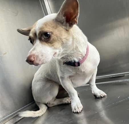 Spudnikfoster Or Foster To Adopt Needed - Dachshund