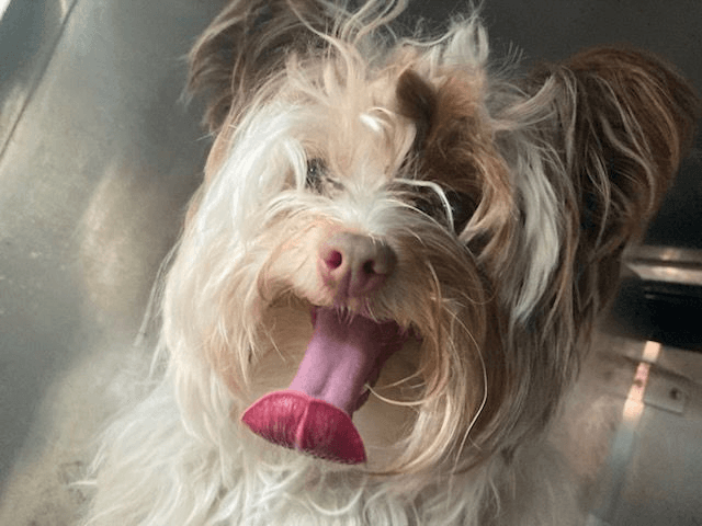 Hollyfoster Or Foster To Adopt Needed - Silky Terrier