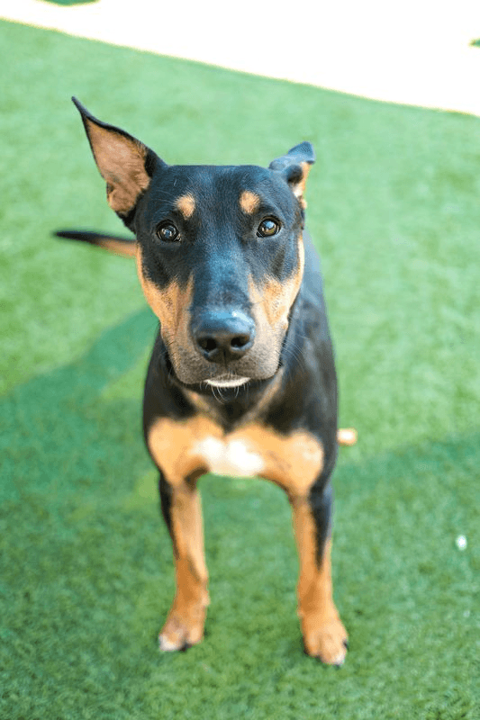 Nicefoster Or Foster To Adopt Needed - Bull Terrier