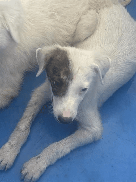 Hannahfoster Or Foster To Adopt Needed - Terrier