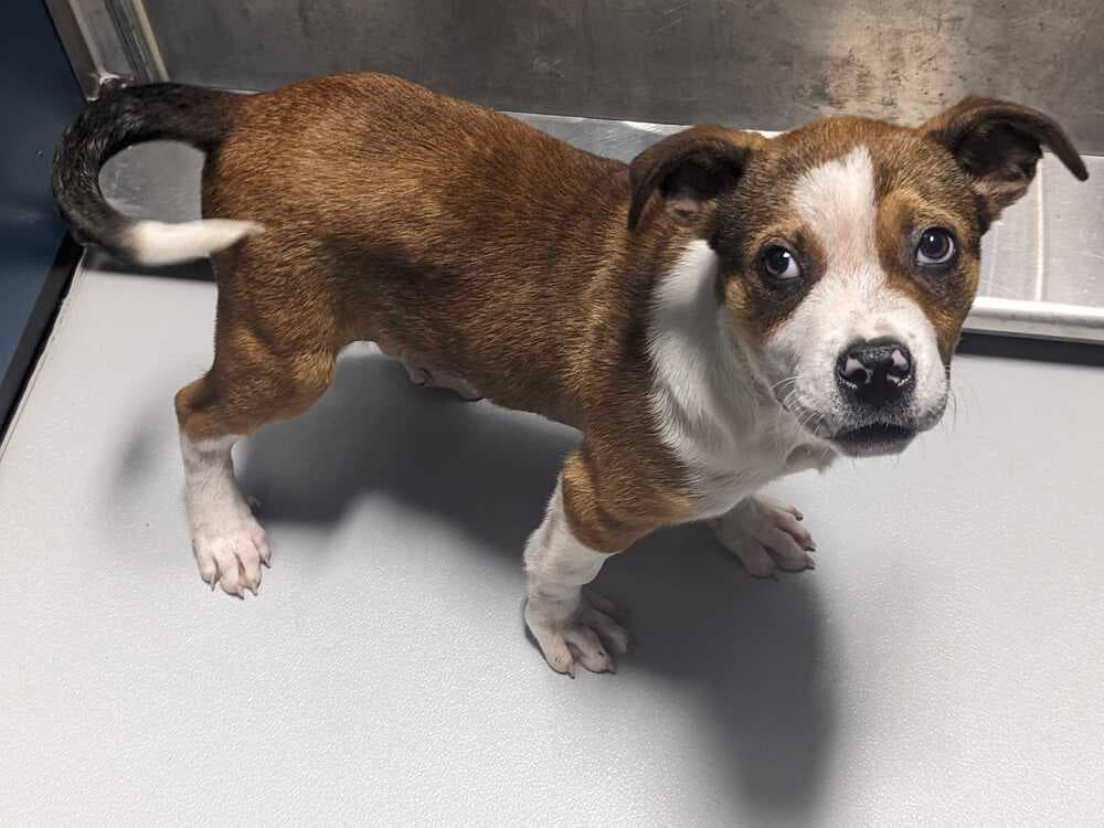 Smileyfoster Or Foster To Adopt Needed - Terrier