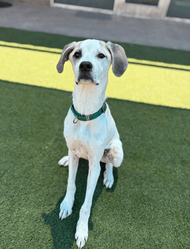 Gavinfoster Or Foster To Adopt Needed - Great Dane