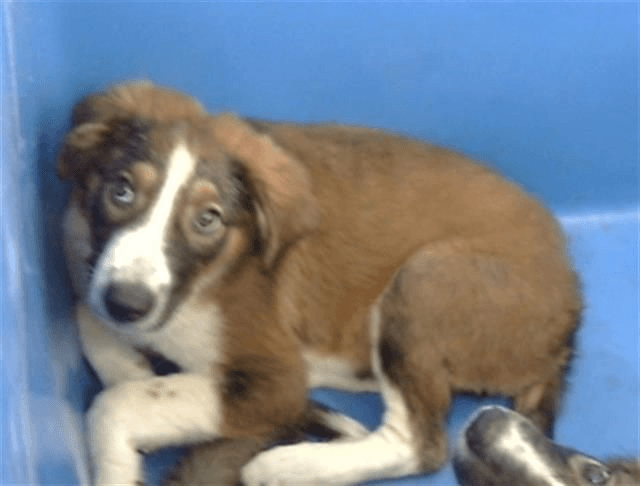 Annafoster Or Foster To Adopt Needed - Australian Shepherd