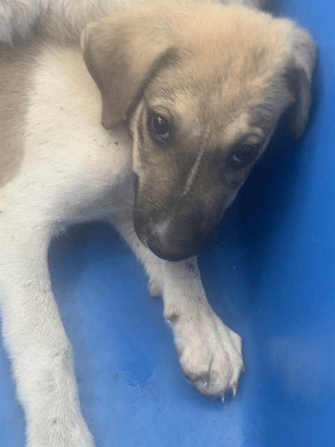 Luckyfoster Or Foster To Adopt Needed - Terrier
