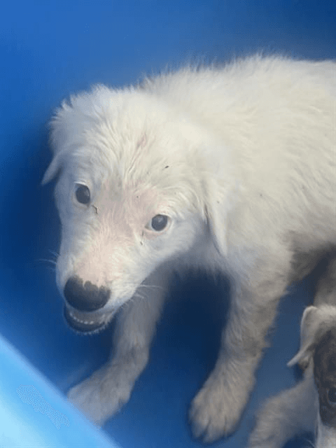 Snowfoster Or Foster To Adopt Needed - Terrier