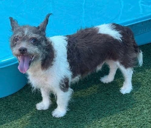 Russellfoster Or Foster To Adopt Needed - Cairn Terrier