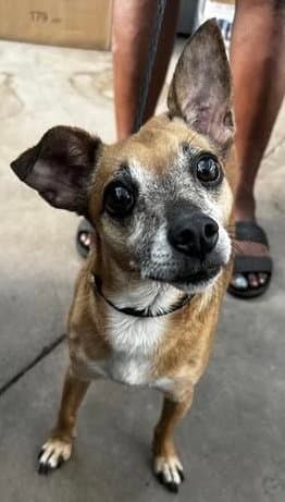 Romeo Jackfoster Or Foster To Adopt Needed - Chihuahua