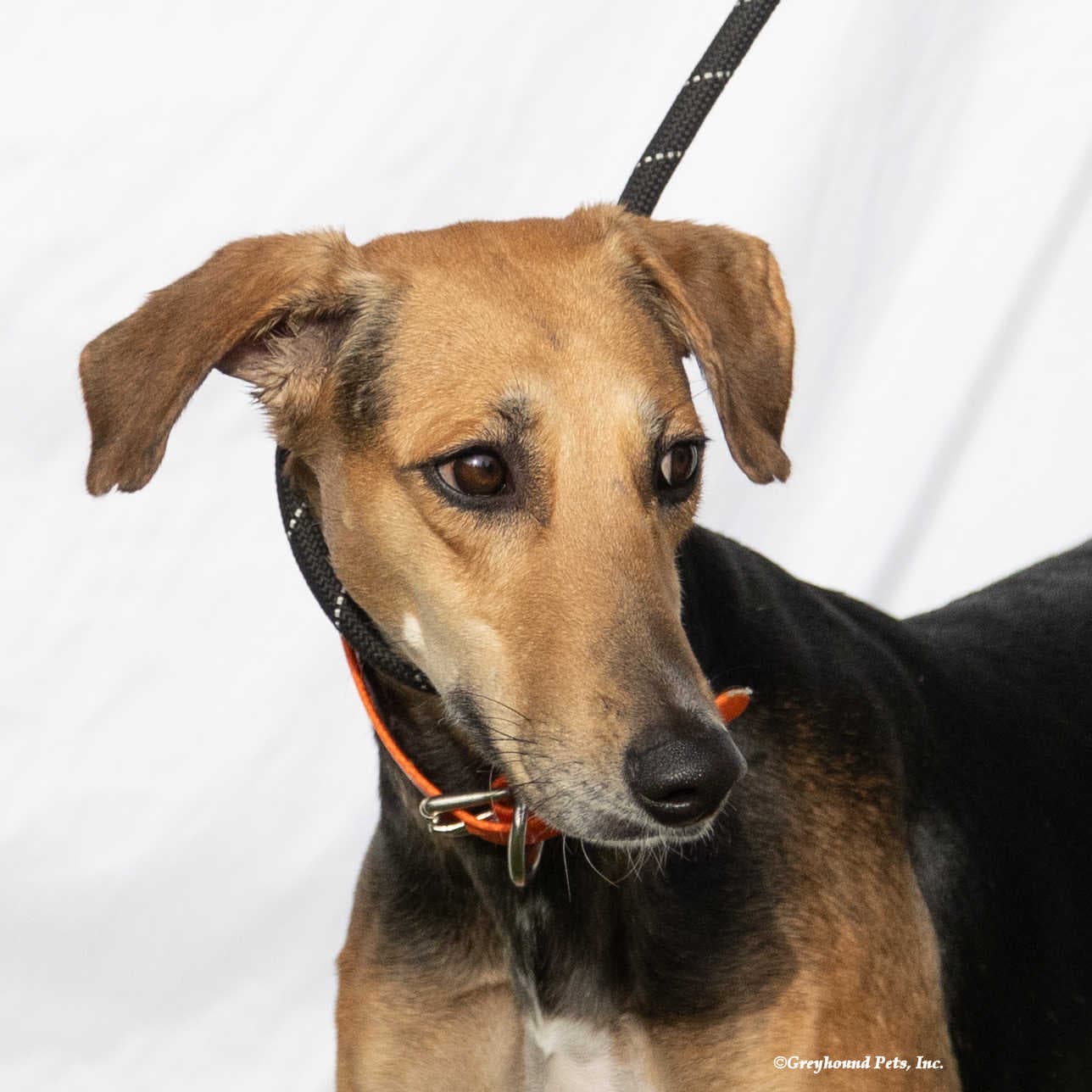 Jagger - Saluki
