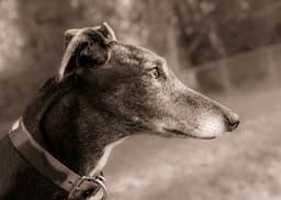 Alfie image 2