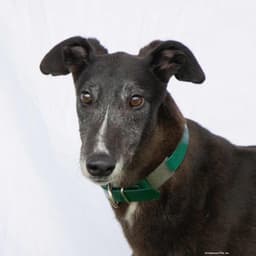 Alfie image 1