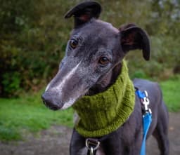 Alfie image 3