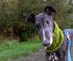 Alfie image 4
