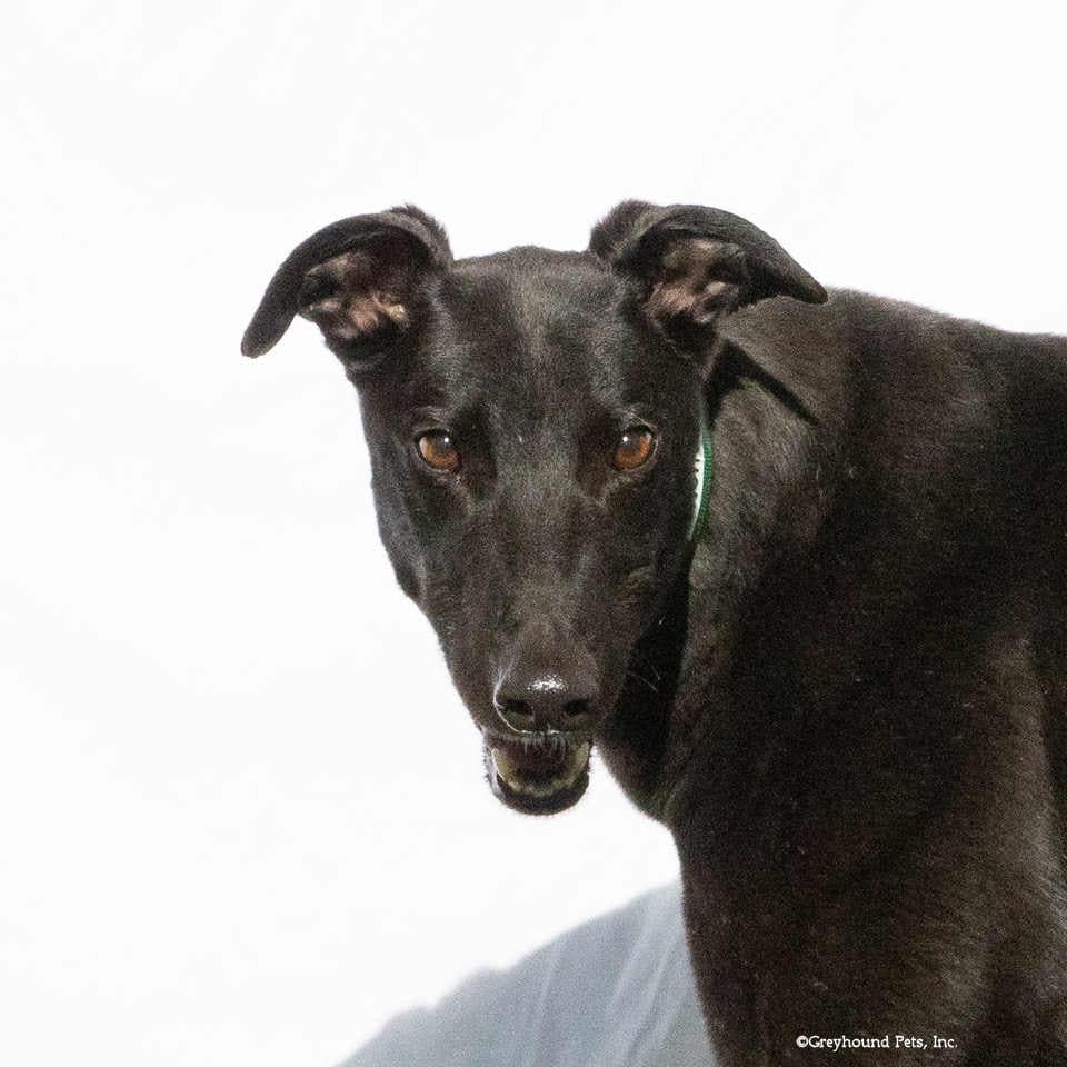 Jimmy - Greyhound