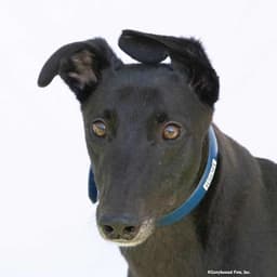 Igor image 1