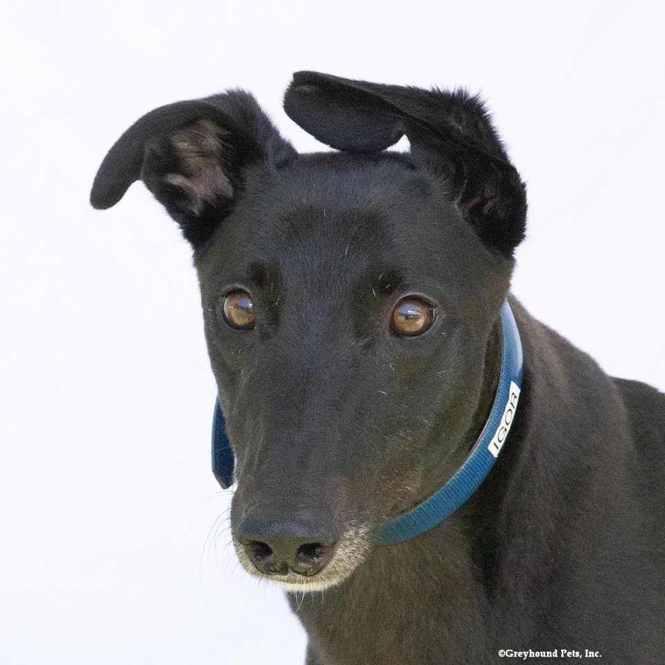 Igor - Greyhound