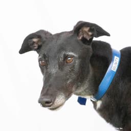 Bunty image 1
