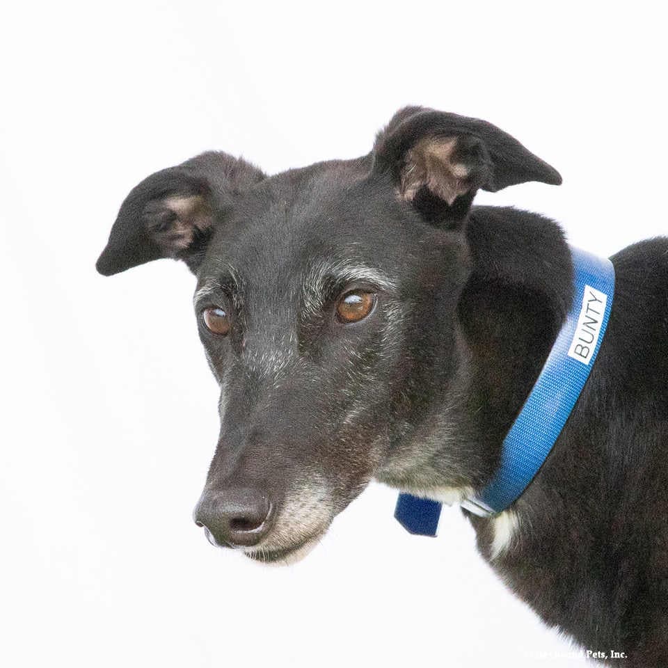 Bunty - Greyhound
