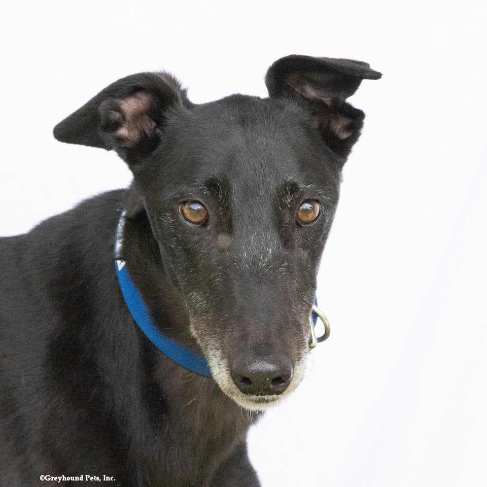 Jasper - Greyhound