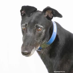 Archie image 1