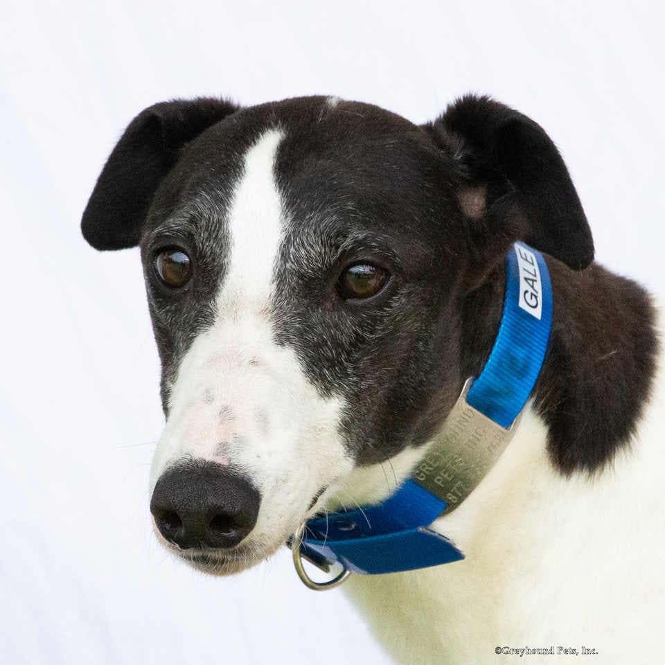 Gale - Greyhound