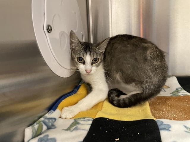 Pixie - Domestic Short Hair
