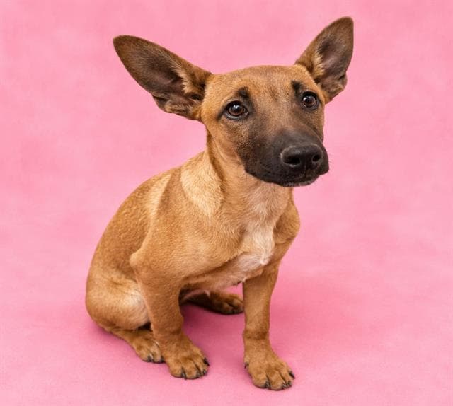 Sadie - Belgian Shepherd Malinois