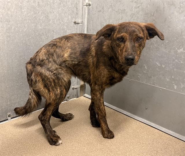 Unknown - Dutch Shepherd