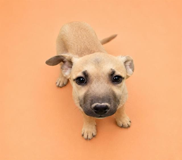 Pancake - German Shepherd Dog