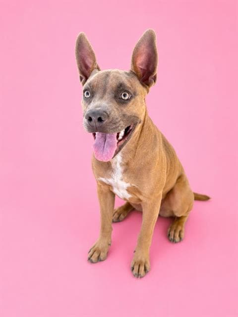 Madeline - Pit Bull Terrier