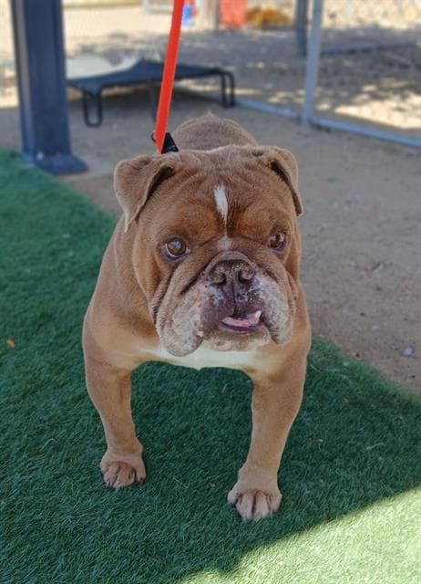 Mr Meaty Rescue Only - English Bulldog
