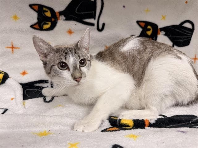 Allistaire - Domestic Short Hair