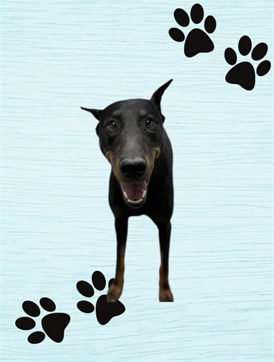 Bobby - Doberman Pinscher