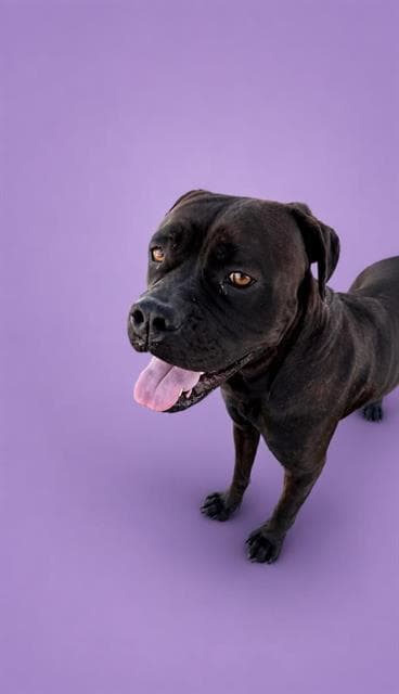 Unknown - Cane Corso Mastiff