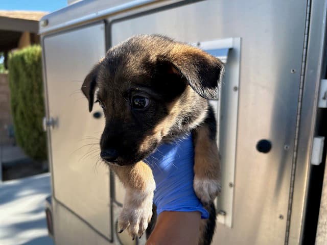 Unknown - German Shepherd Dog