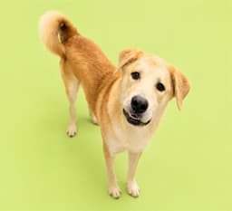 Gordo image 1