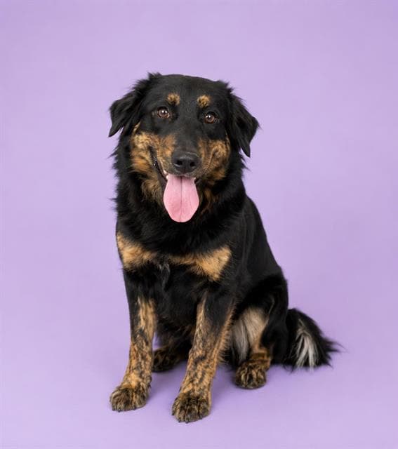 Sadie - Border Collie