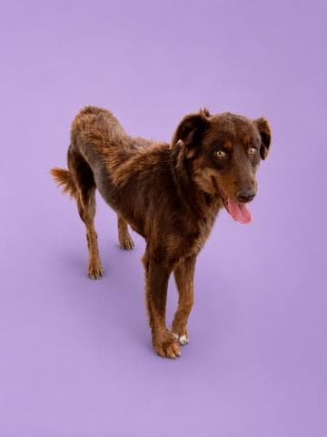Aubrey - Border Collie