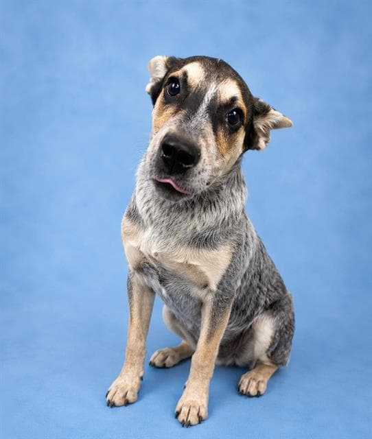 Scrabble - Queensland Heeler
