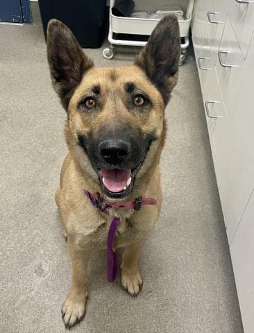 Claudette - Belgian Shepherd Malinois