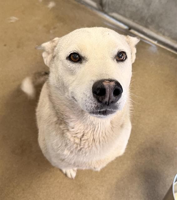 Rescue Only Beauty - Siberian Husky